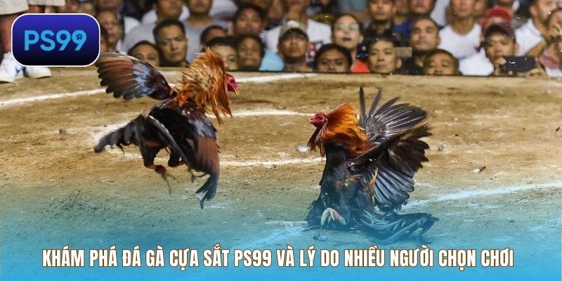 Khám phá đá gà cựa sắt PS99 và lý do nhiều người chọn chơi